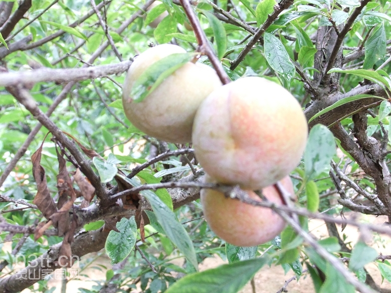 DSCF0908.jpg