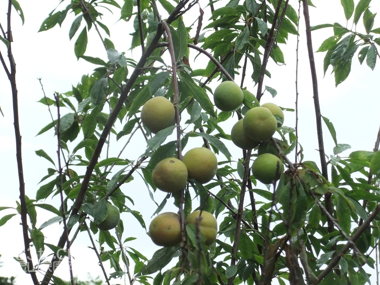 DSCF0909.jpg