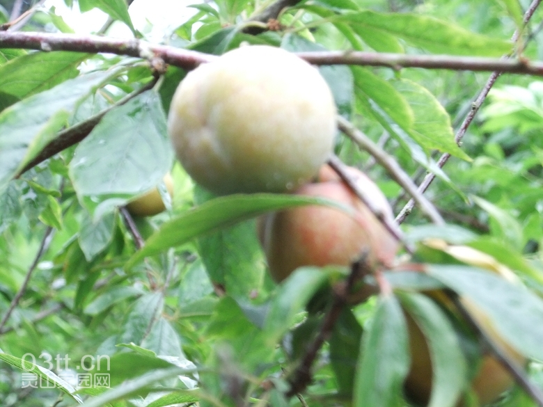 DSCF0910.jpg