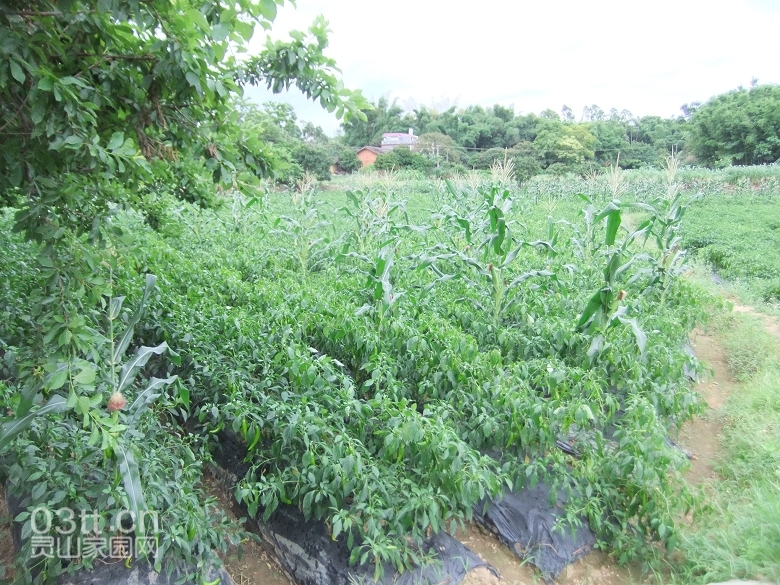 DSCF0913.jpg