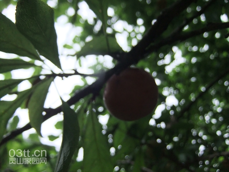 DSCF0917.jpg