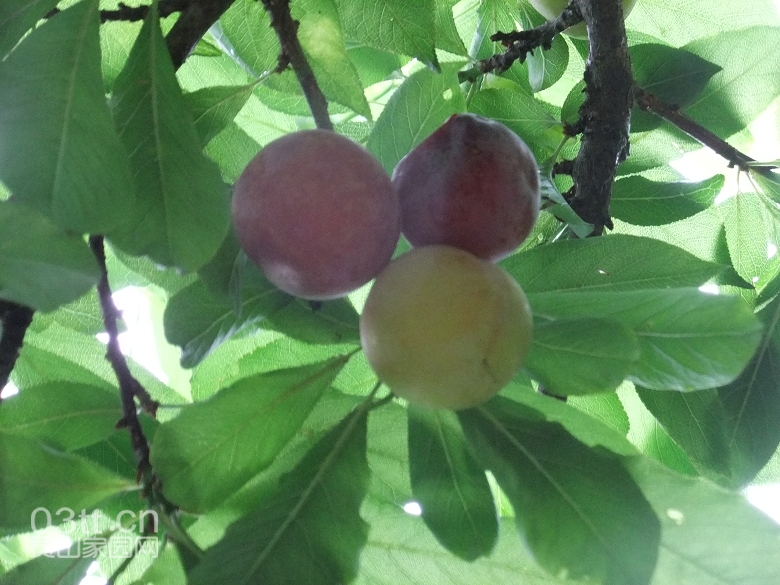 DSCF0923.jpg
