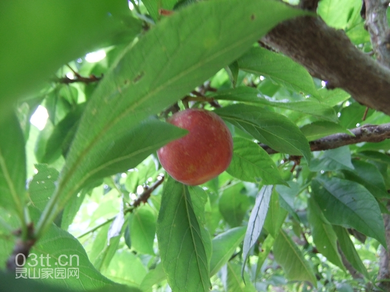 DSCF0941.jpg