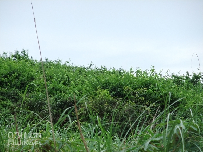 DSCF0950.jpg