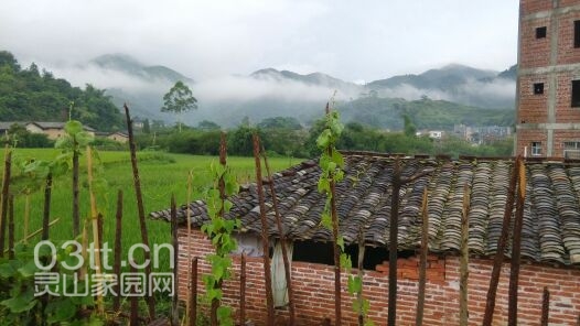 傍晚，雨雾开始缭绕远处的山岭，说不出的秀美