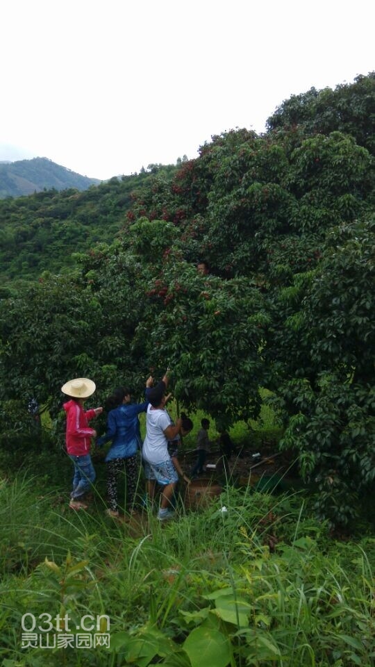 很大一棵香荔树，被主人家的亲戚捷足先登摘了一些，留给我们的是高处高处再高处的