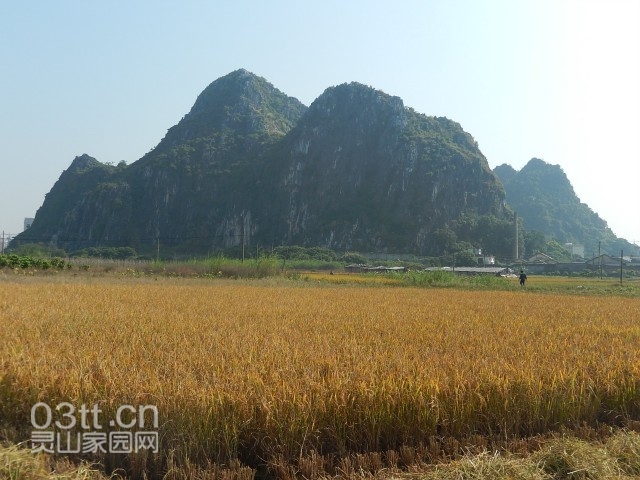 六峰山下稻飘香啊.jpg