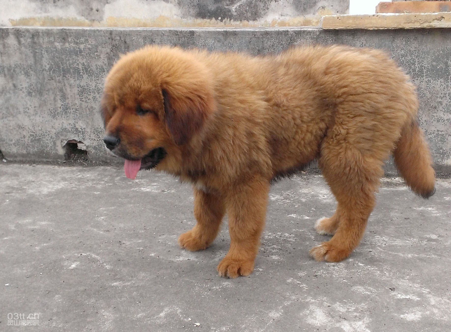 钦州360幼犬狗出售图片
