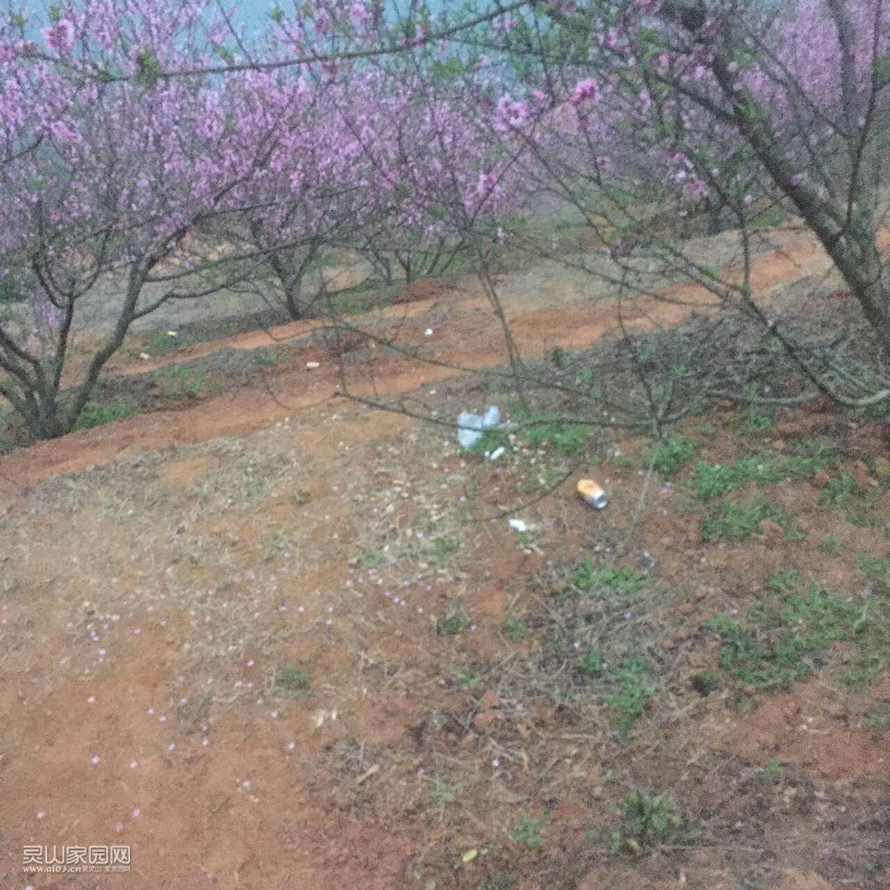 怎么忍心在这么美的桃树下丢弃垃圾