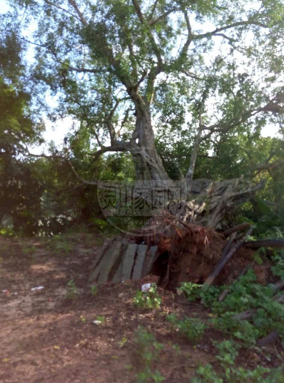 百年大树倒下