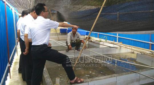 石塘社领导实地考察石龟养殖场