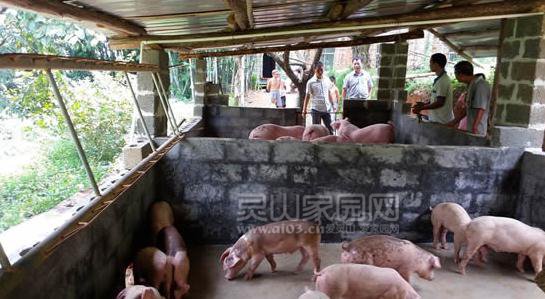 工作人员将15头猪苗放进贫困户李泽龙的猪栏