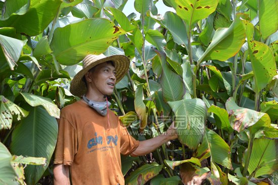 农户和种植的美人蕉