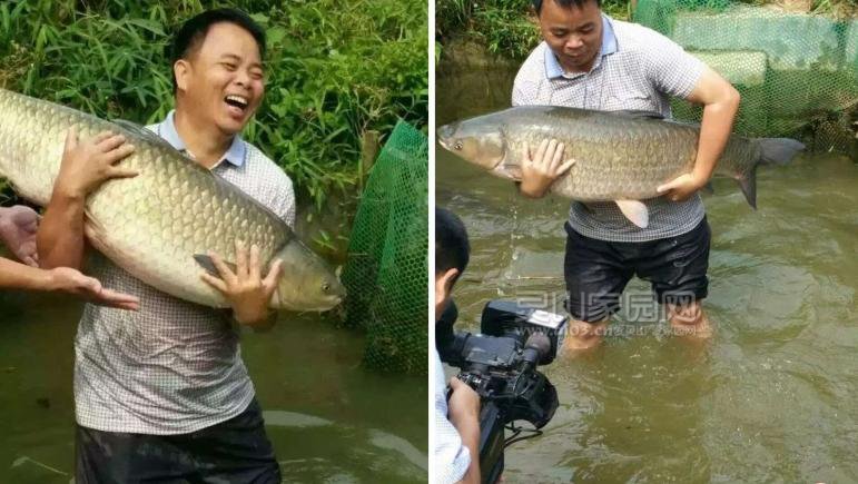 官垌鱼协会会长张振寿与“鱼王”合影