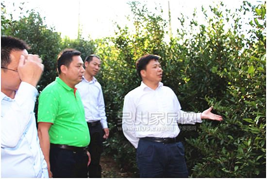 刘钦（右一）实地查看石瓯山景区的茶叶生长情况
