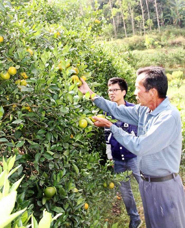 平南镇:皇帝柑丰收上市,果农笑开颜