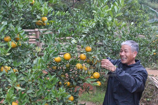 种植户陆求侦在采摘皇帝柑