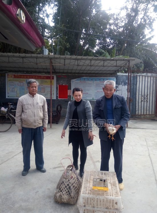 计生工作人员为贫困计生户发放鸡苗