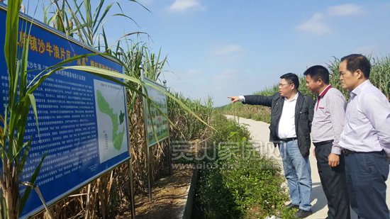 宋启权（中）在三隆镇三隆村“双高”基地现场检查指导工作