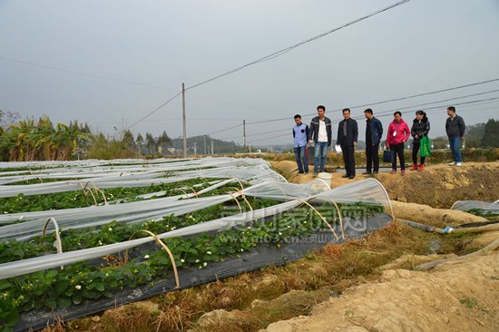 实地检查草莓种植基地