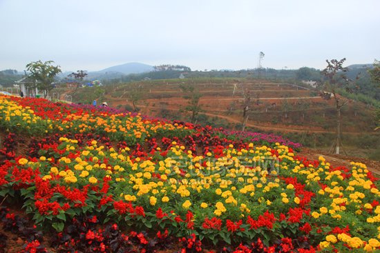 鲜花锦簇