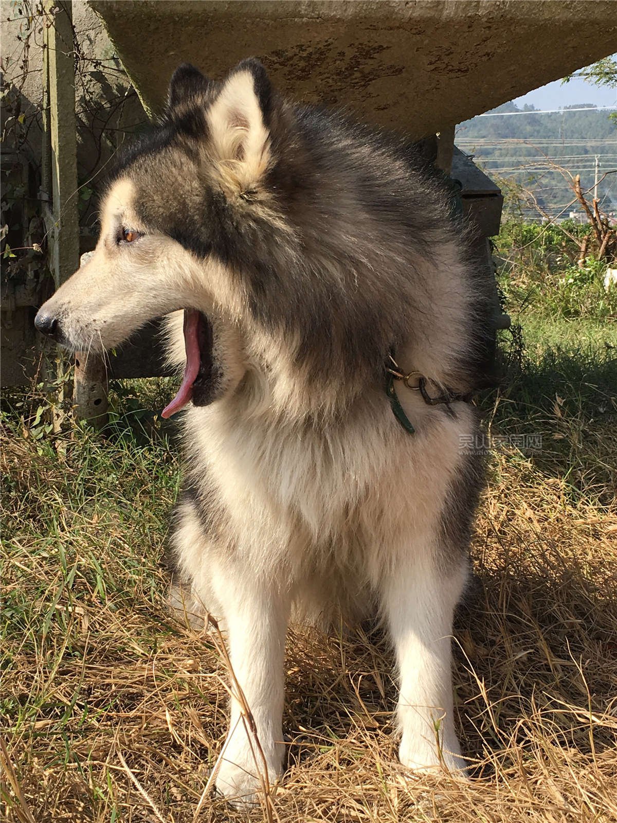 大型犬阿拉斯加 灰色桃子脸 体型骨架大 公的非金毛拉布拉多哈士奇