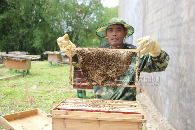 文利镇升和村养蜂人在展示自己的收成