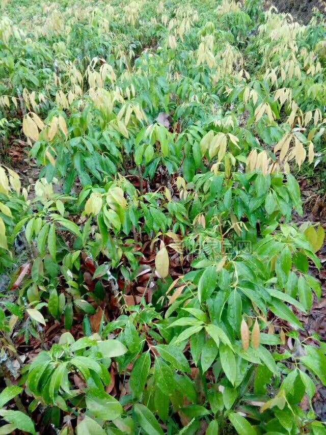 桂味，2年半树龄，树高50CM至80CM。