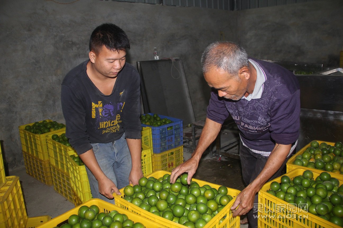 白水村果农拉来皇帝柑，准备通过电商销售出去