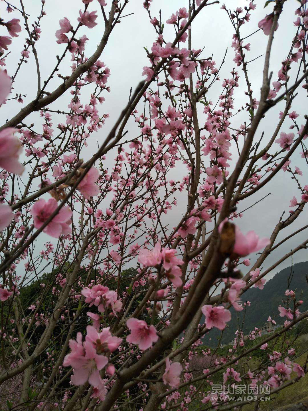 灵动水库脚一撮桃花