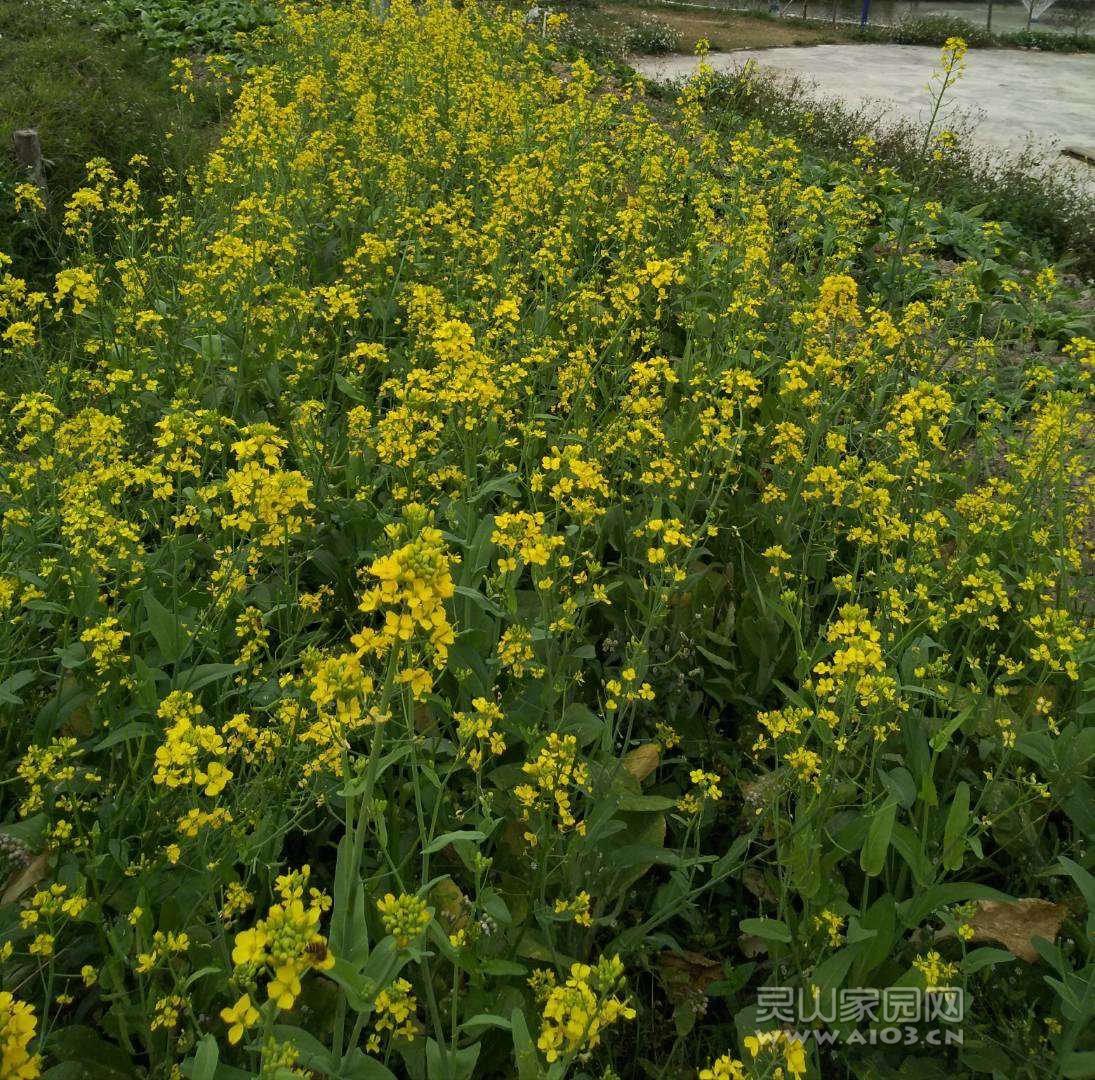 路边的油菜花