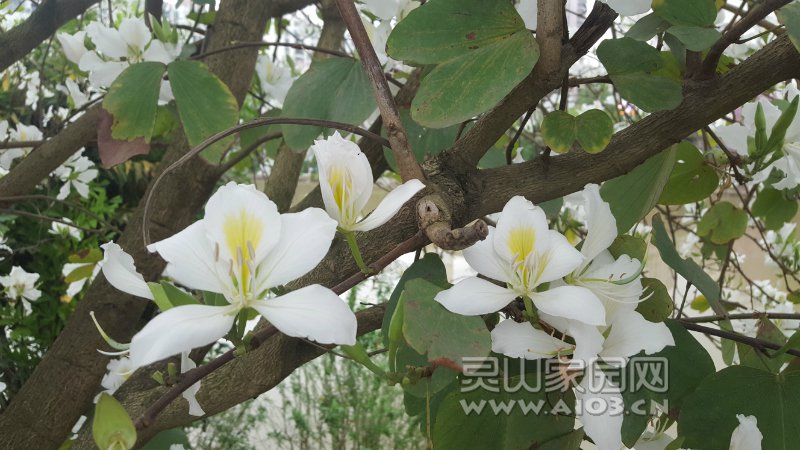 白花也很好看