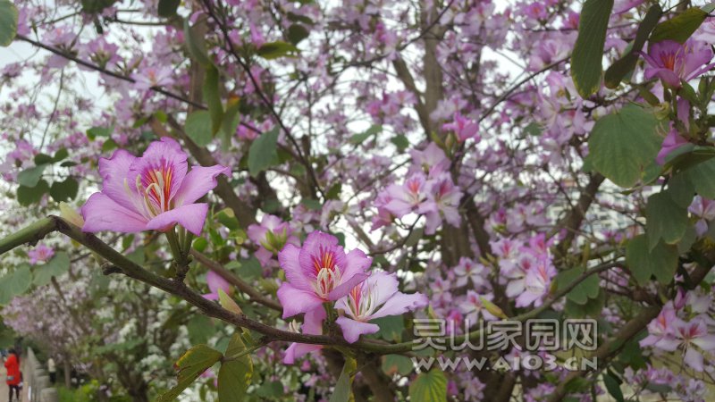 姹紫嫣红