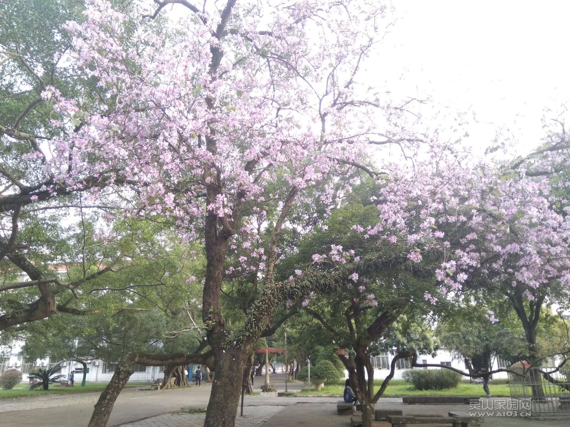 春暖花开