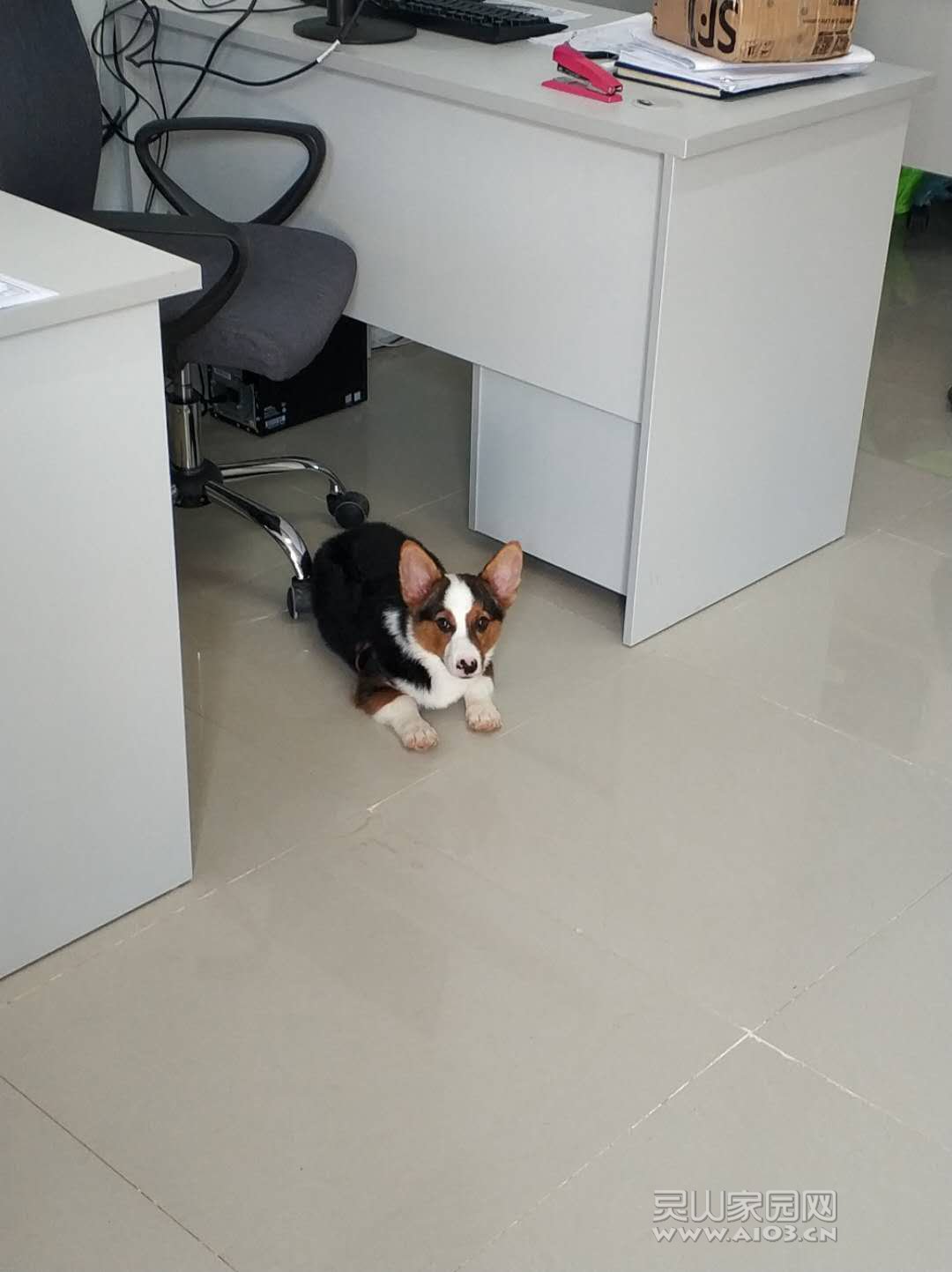 9月8日，甲方项目经理买了条柯基犬，很可爱，挺好玩的！