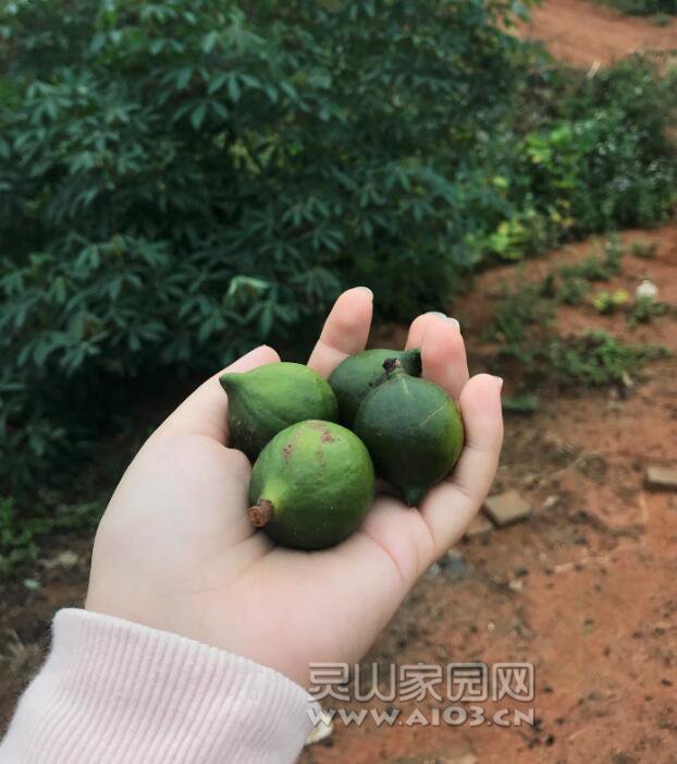 刚摘下的夏威夷果