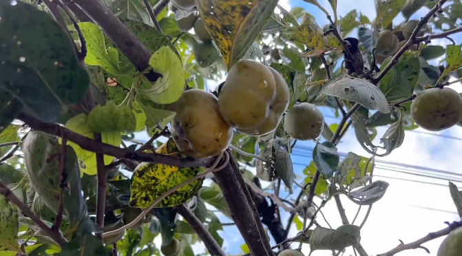 武利镇：古法甜脆柿 秋冬清爽味