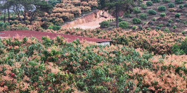 繁花似锦兆丰年