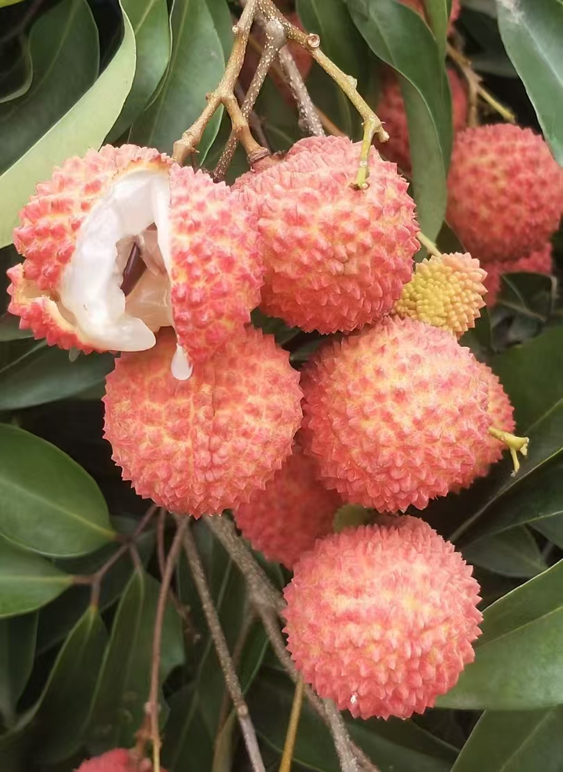 灵山荔枝