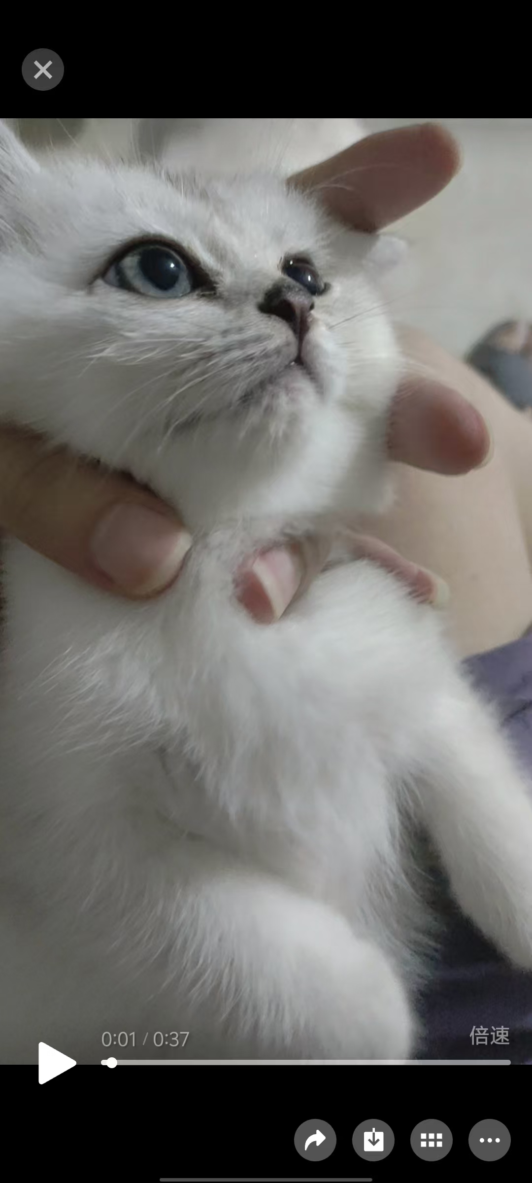 银渐层猫咪